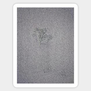 Beach Shamrock Sticker